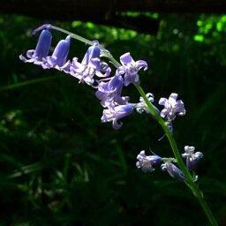 MaryCAbraham's profile picture. 