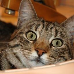 AshleyA13617460's profile picture. I am 16 go to North Forsyth high and Cavlary bapsist church in king and I love animals alots3!