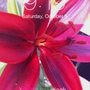 lisa fix - @lisafix1 - Twitter