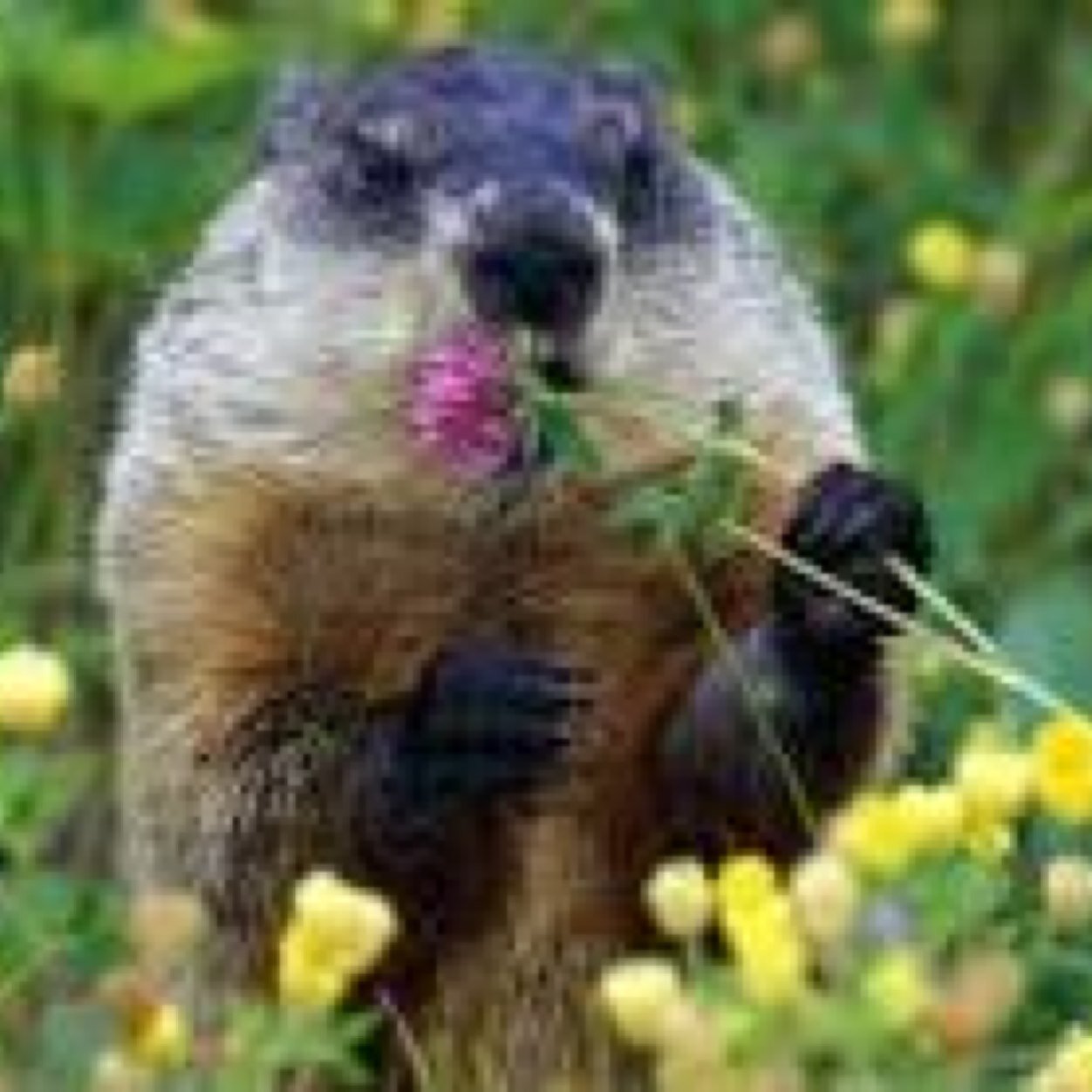 How many chucks would a wood chuck chuck if a wood chuck could chuck would?