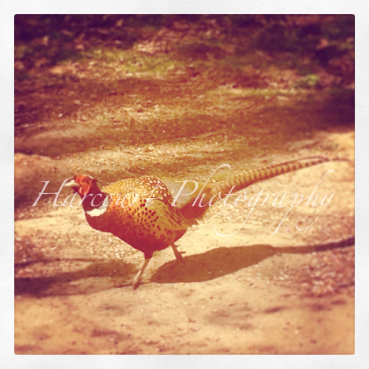 harcourtphotos's profile picture. Harcourt Brothers © 2014 Harcourt Photography | All Rights Reserved