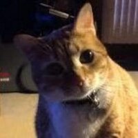 MaryInCary (@maryheartscats) 's Twitter Profile