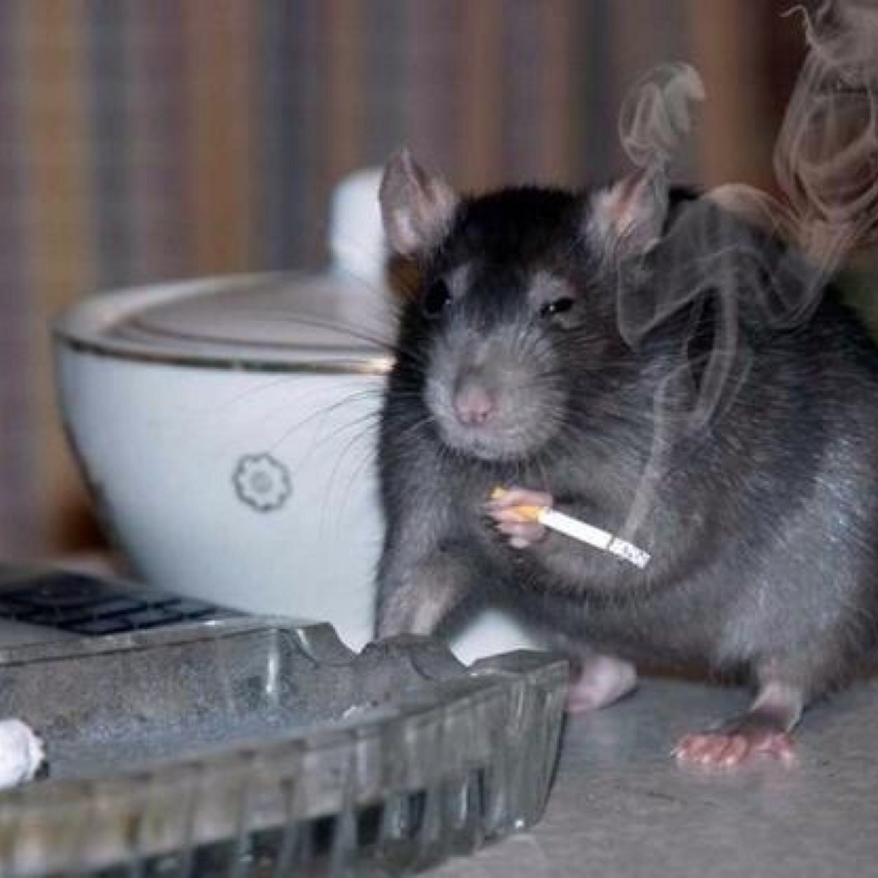 Its a rat eat rat world #cannibalrats. (da first original account)