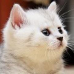 neko_chy9 Profile Picture