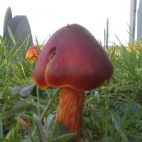 AberMycol (@abermycol) 's Twitter Profile