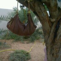 غدير الدرعي (@gffff9739) 's Twitter Profile