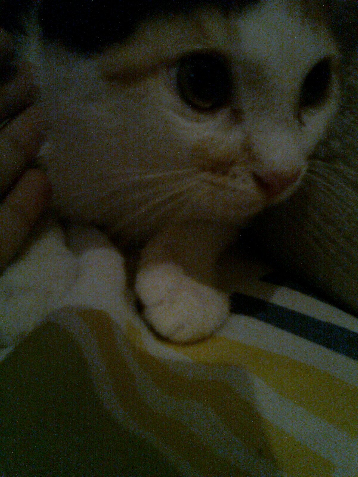 MyrnaSchuler's profile picture. 