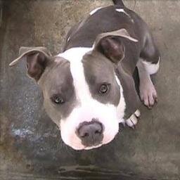 Harbor Animal Shelter - 957 N Gaffey St, San Pedro, CA 90731 Line: (310) 548-2632 - Kennel Supervisor, Gerald Hill, city cell 213.305.8312 - gee.hill@lacity.org