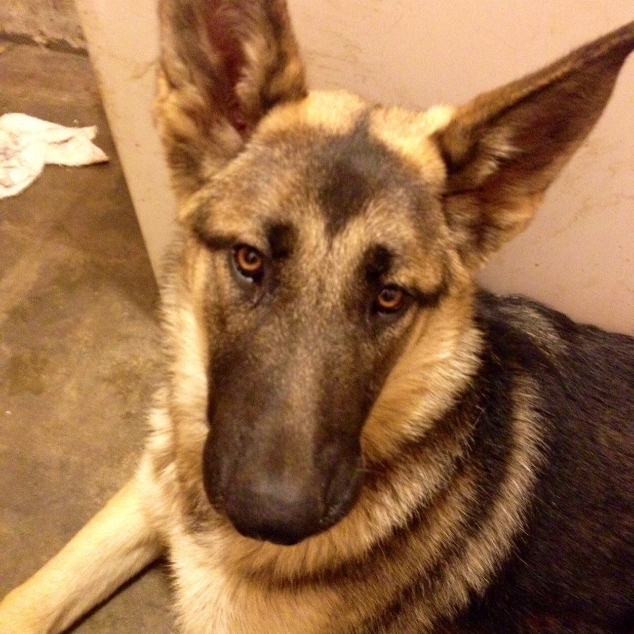 puppykiller5's profile picture. 