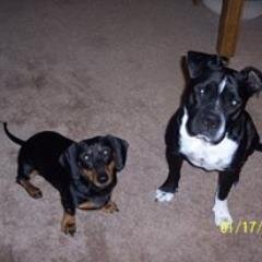 Mother. Army Vet, Animal Lover & Rescuer. Hugh NY Giants Fan.