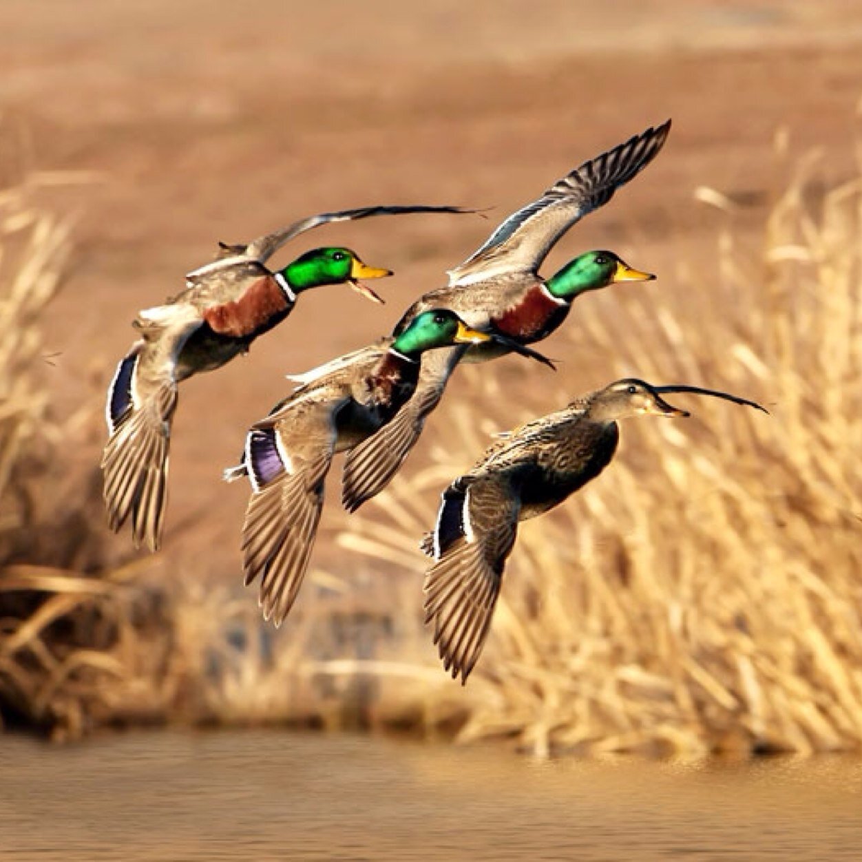 The #1 source to find your next hunting guide, outfitter, or fishing charter. Website COMING SOON.