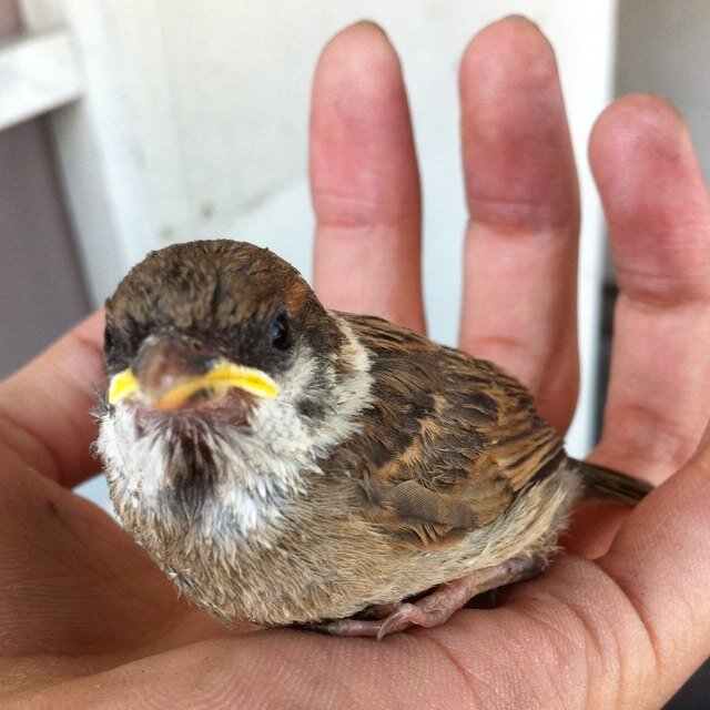 飽き性ゲーマー