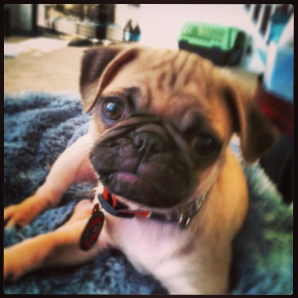 PellePug's profile picture. Pelle Pug, adorable pug, entertainer, and a feisty little love bug!