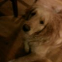 Bella Mia - @BellaMia4208 - Twitter