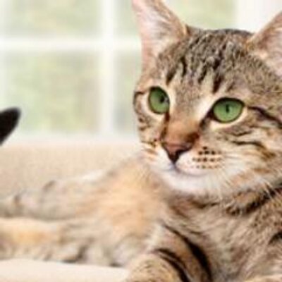 senior sanctuary senior cat sanctuary srcatsanctuary senior sanctuary senior cat sanctuary srcatsanctuary