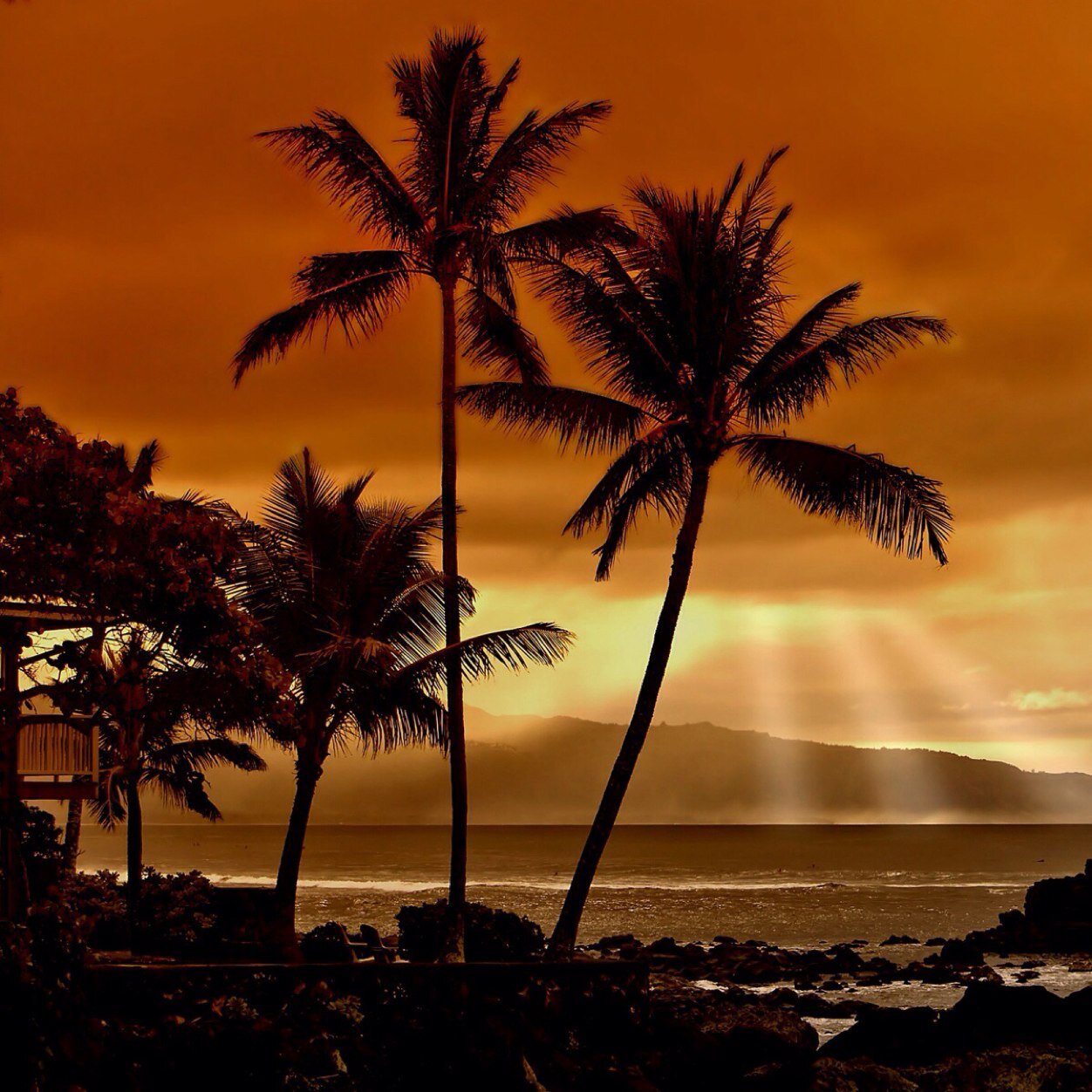 xraytech71's profile picture. 