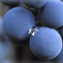 Amazing Wine Pics