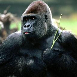 CarletonU Non Correupt Gorilla --
Not Associated with ANY CUSA Campaign but Fuck ABC -- CUSA can rot in hell.