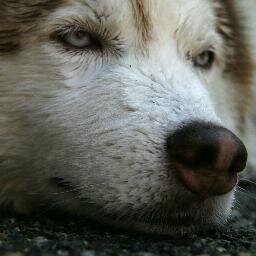 Offering VIP pet sitting in your own home.  Bonded, Licensed, Insured and Canine First Aid certified.