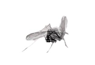 Yo voy a cambiar el mundo, dice el mosquito.