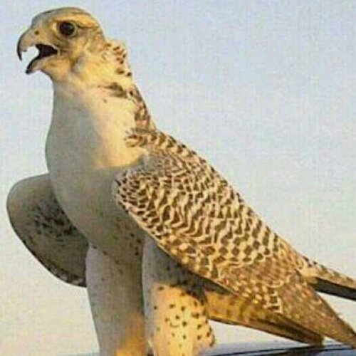 ✨ ياحلو الدنيا مع من نحب ✨