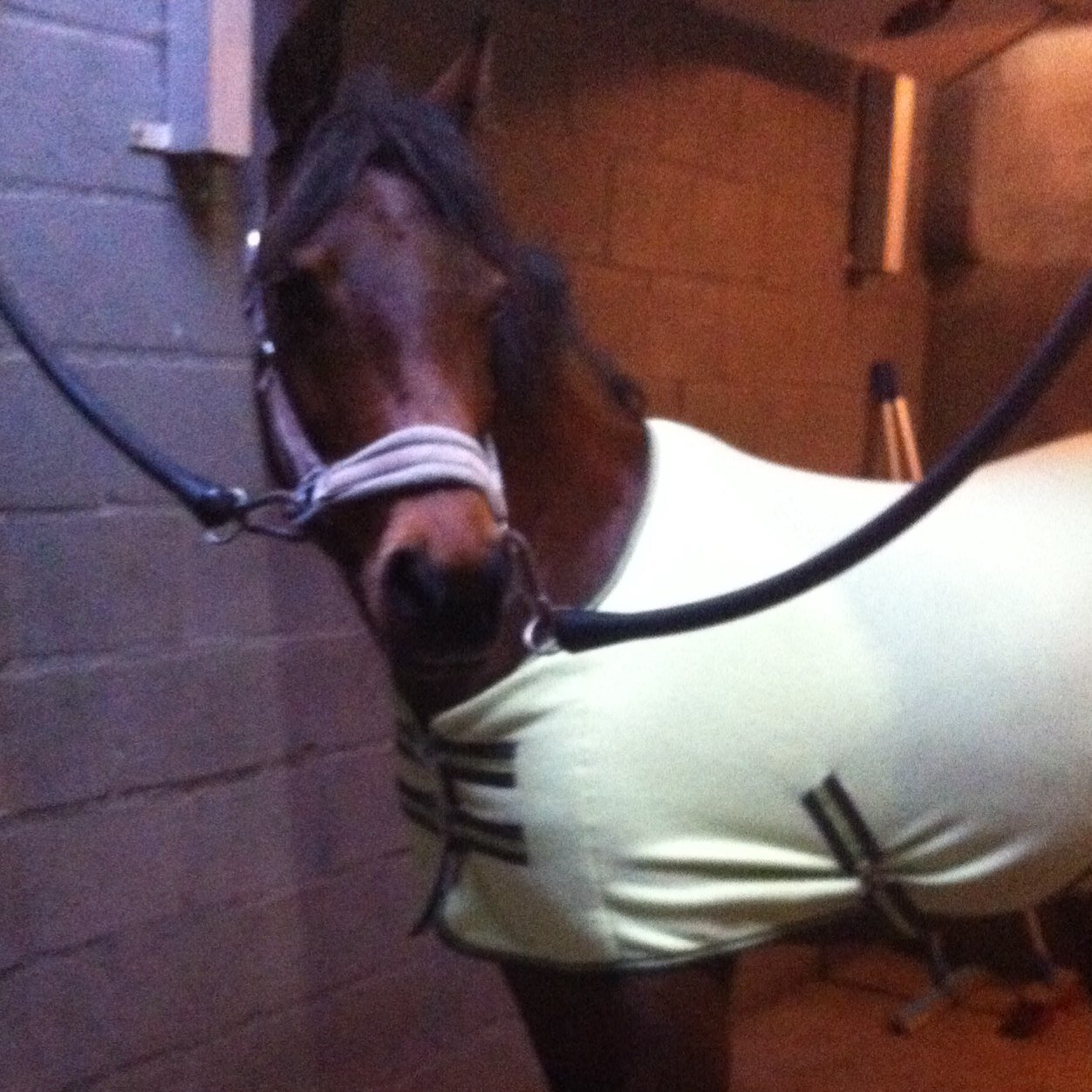 Hou van me paardje cloë en de hondjes 1#