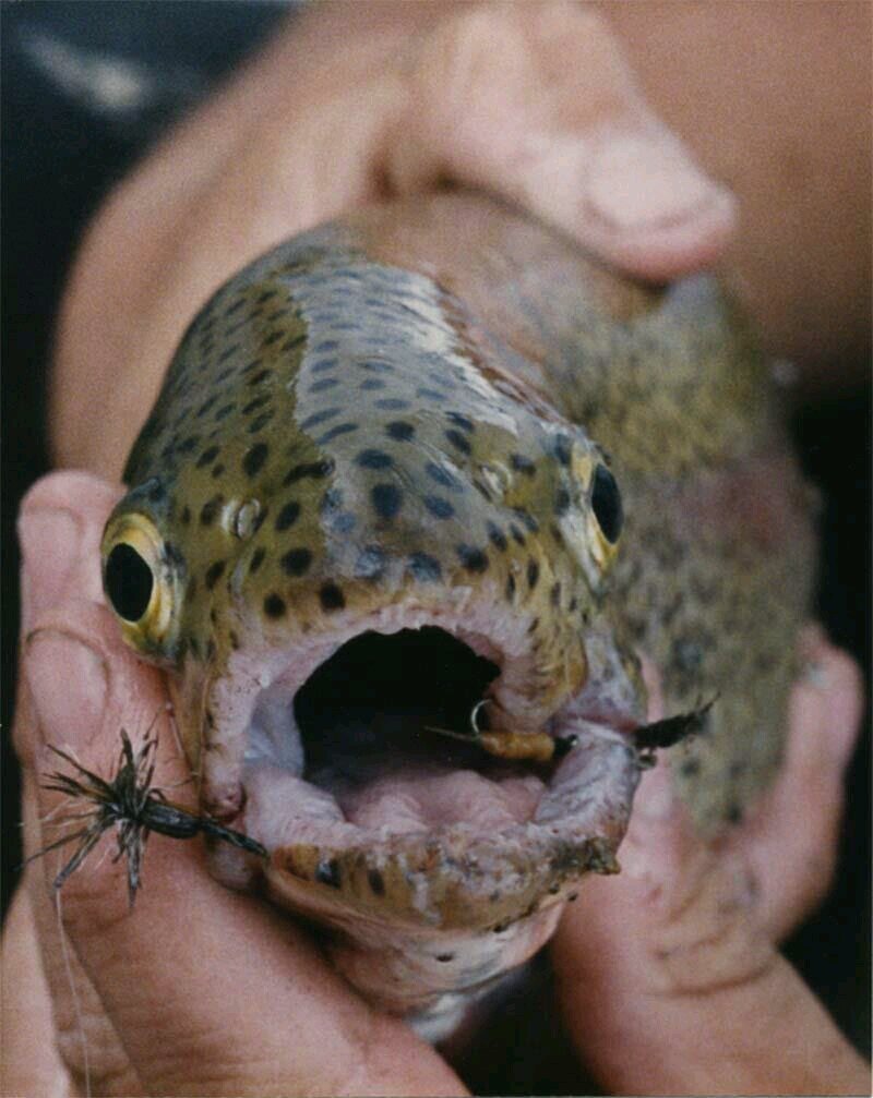 Christian, husband, father, son, fisherman, bamboo rodmaker, fly tyer, retired aerospace engineer and cancer survivor.
