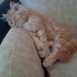 Sampai saat ini masih gabisa bikin bio twitter yg keren dan lucu kaya orang2 ☹