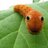InsectCutie's profile image