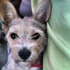 Perroflauta. Soy un perro indignado, no se tocar la flauta pero doy la patita.