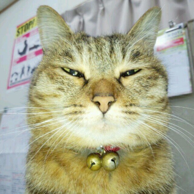 宜しくお願いしマミタス