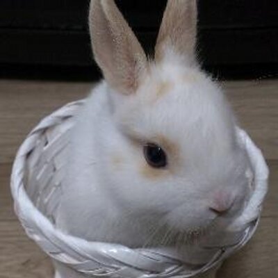 Fukami@うさぎ飼いのプロフィール写真