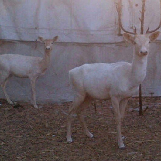 althfrah's profile picture. elegant lady