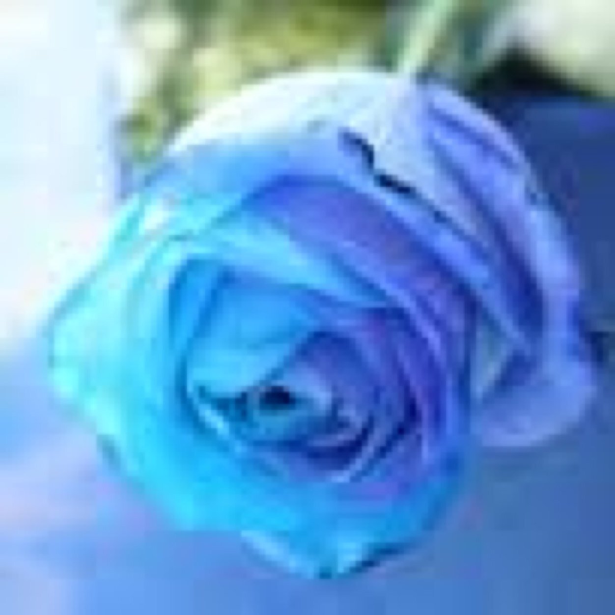 青の薔薇 Rosa B Lue Twitter