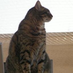 LevNikolay's profile picture. Auferre, trucidare, rapere falsis nominibus imperium, atque ubi solitudinem faciunt, pacem appellant