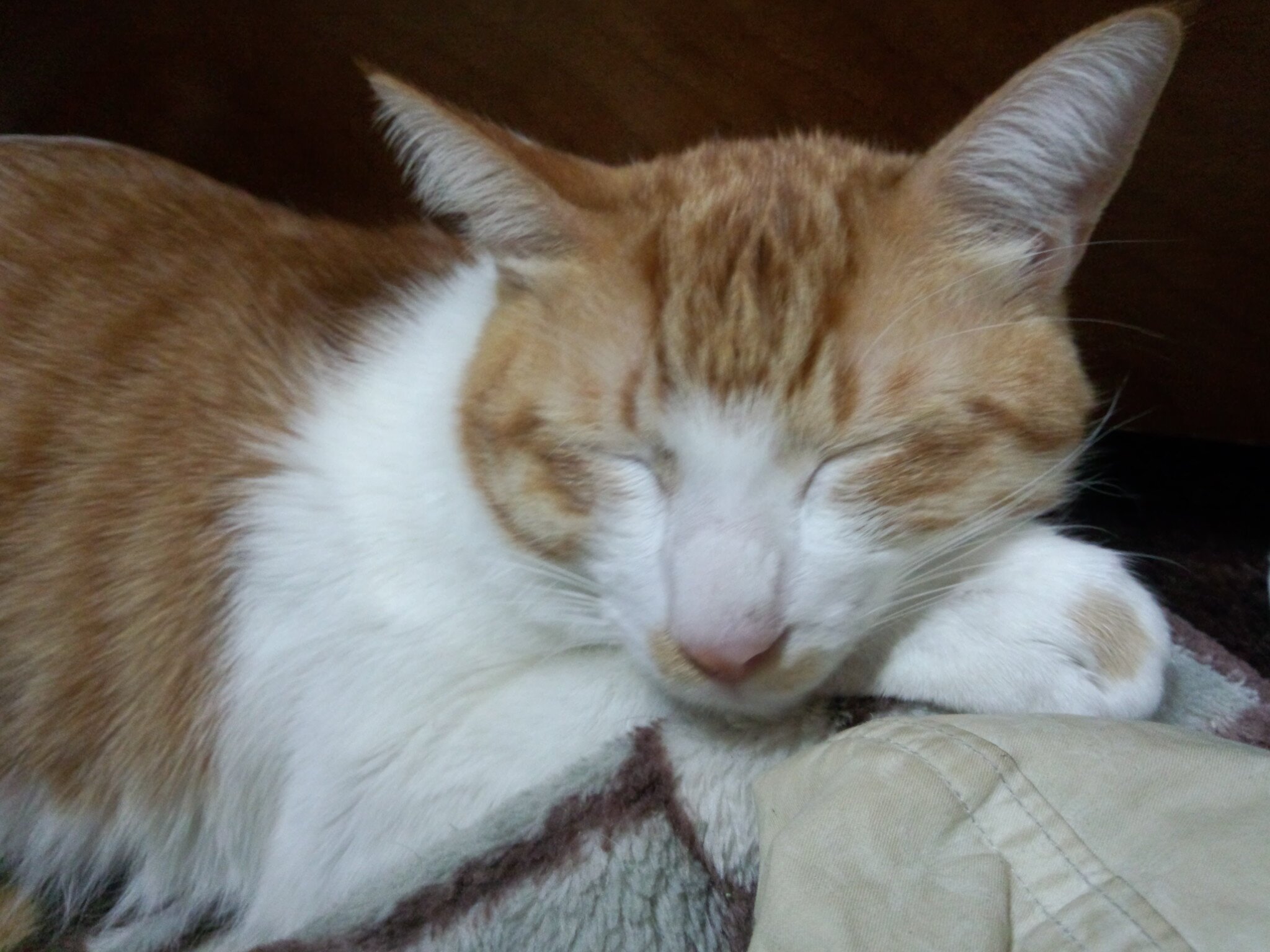 nekozuki1's profile picture. 