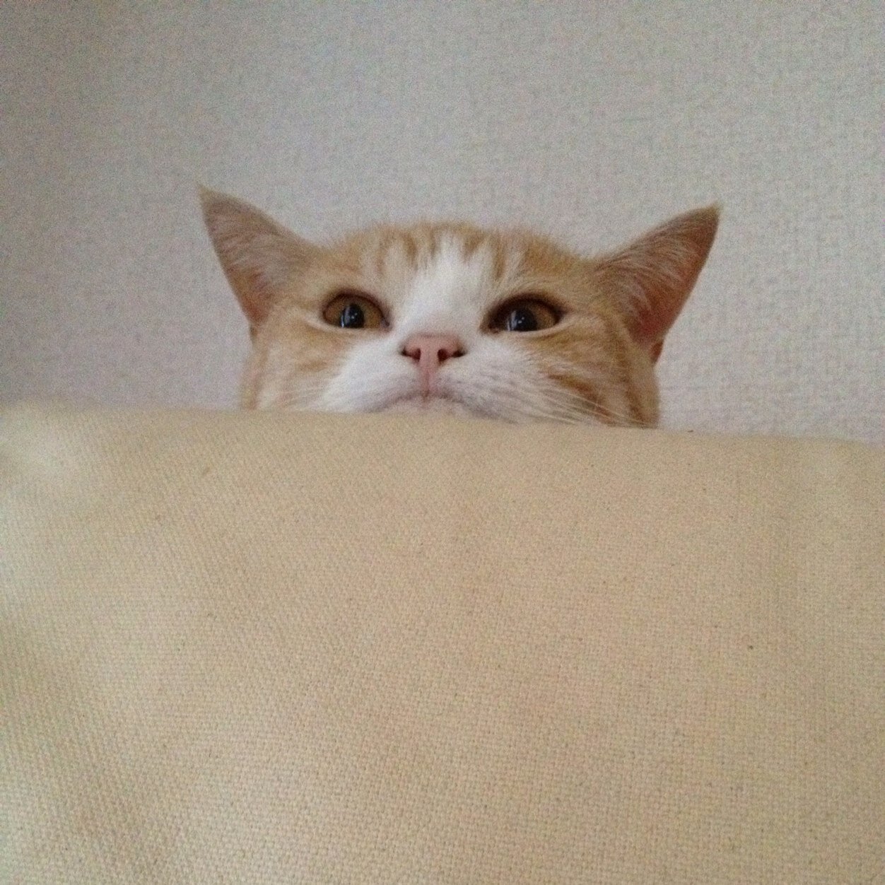 ねこが大好き！🩷サンリオが好き🩷映画、テレビっ子♪ 音楽も大好き☆ うちは、２ニャンズ💕あいみょん💕米津玄師💕ミセス💕無言フォロー、失礼します！