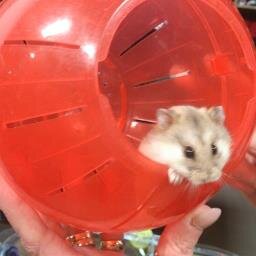 HamsterHolly's profile picture. I was the best secret Santa gift. So far I have brought good luck to my new family :)