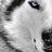 chuchoalvarez's profile image
