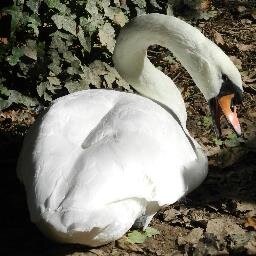 liebt die Natur und Tiere