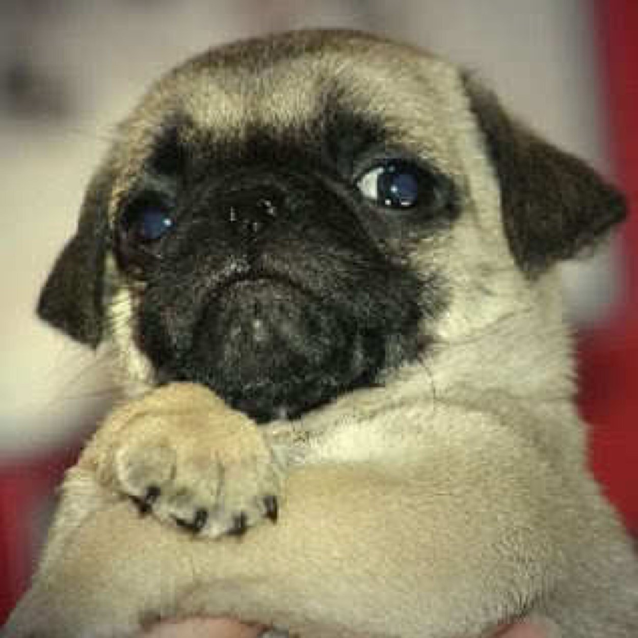 The Best Of Pugs