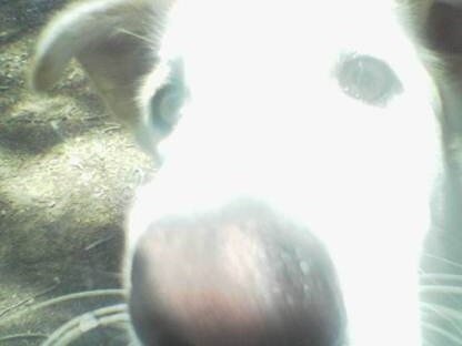 Owner at FitDog.ie - Journalist - Chief Statue Organiser