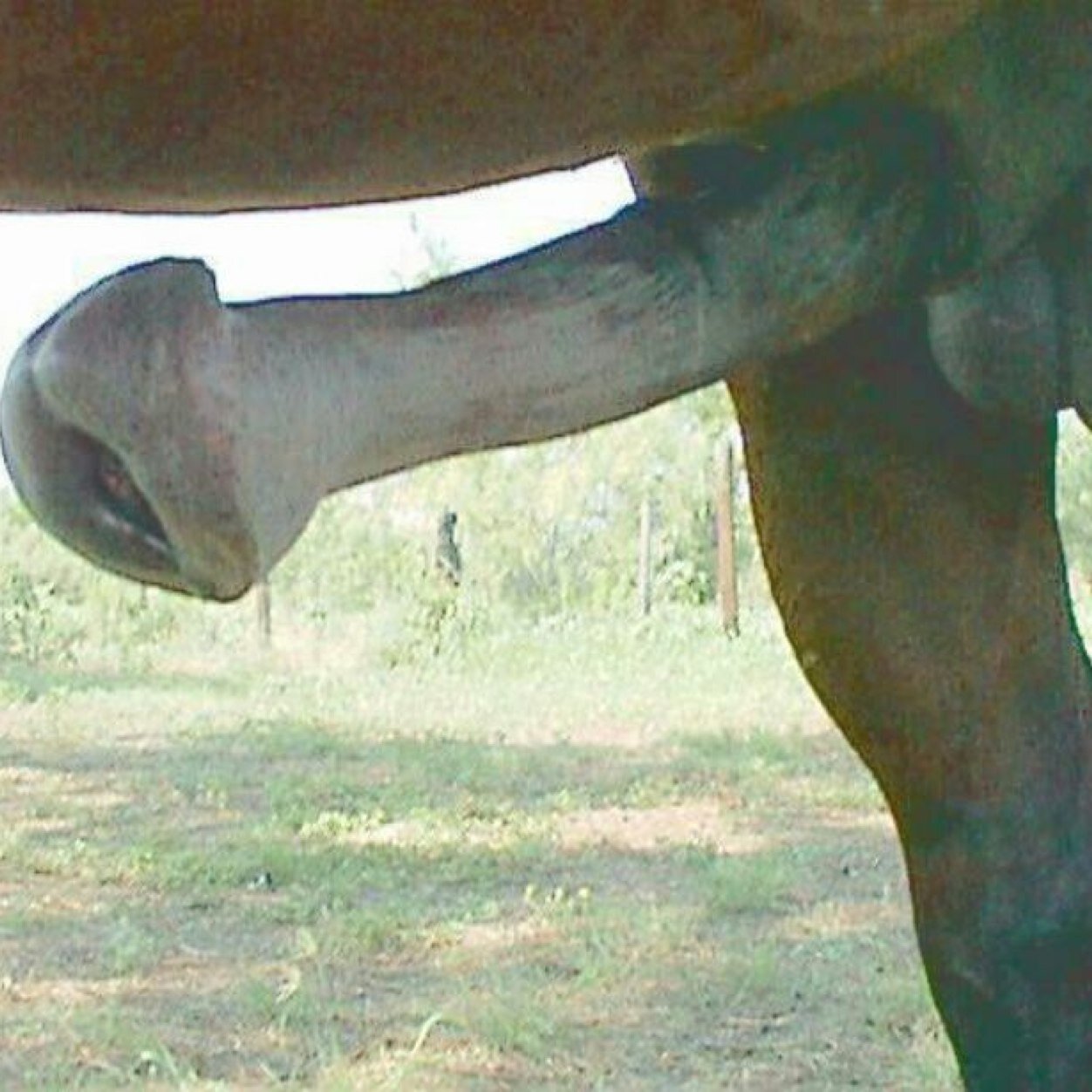 Clydesdale horse penis - 🧡 storm engineer---horse+equine+mammal+draft hors...