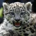 Michelle Buffington - @Highlandrose618 - Twitter