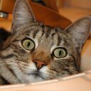 Reginald Maxwell - @daliey77075 - Twitter