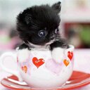 Sabrina Blum - @xxRomy21 - Twitter