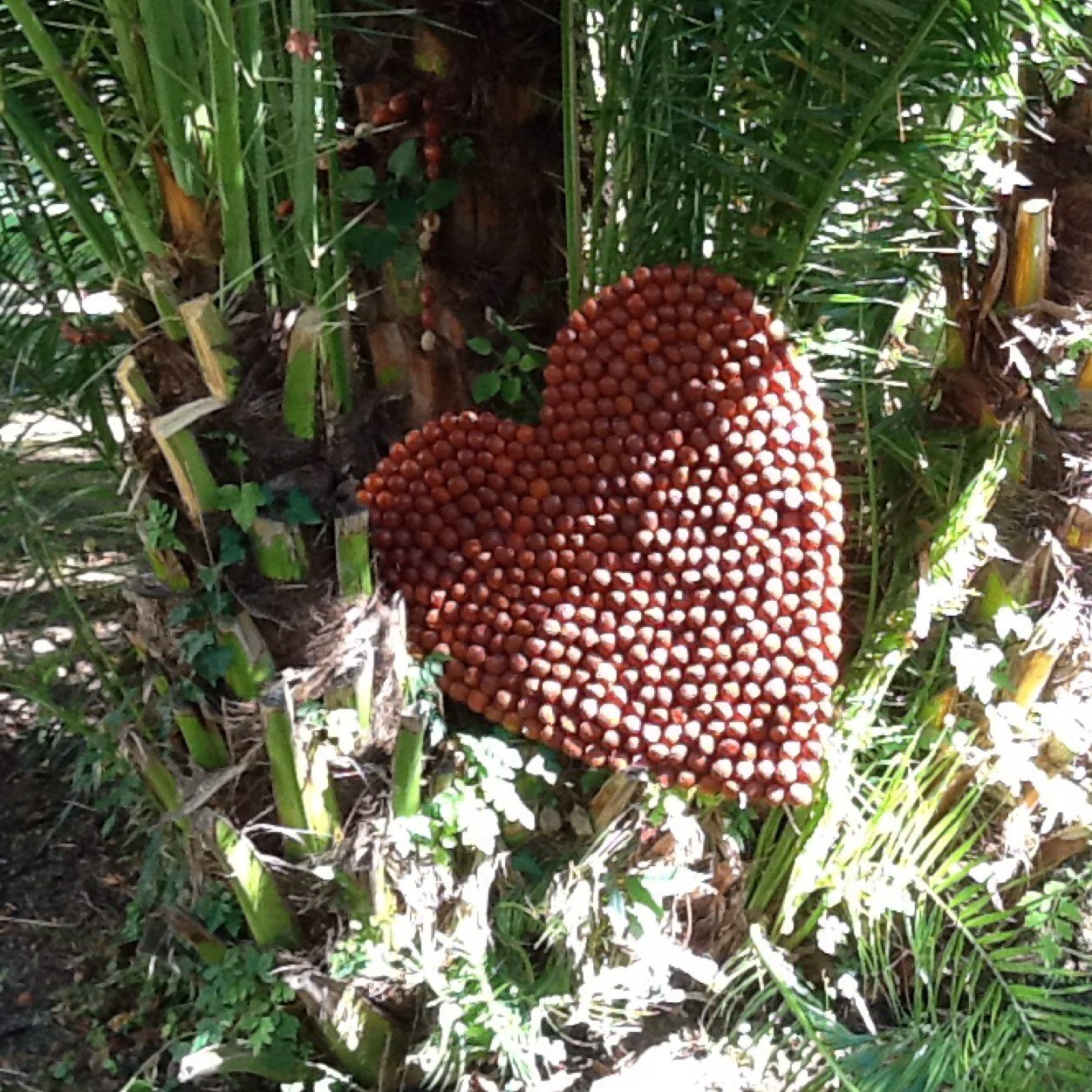 foundlingsarah's profile picture. 