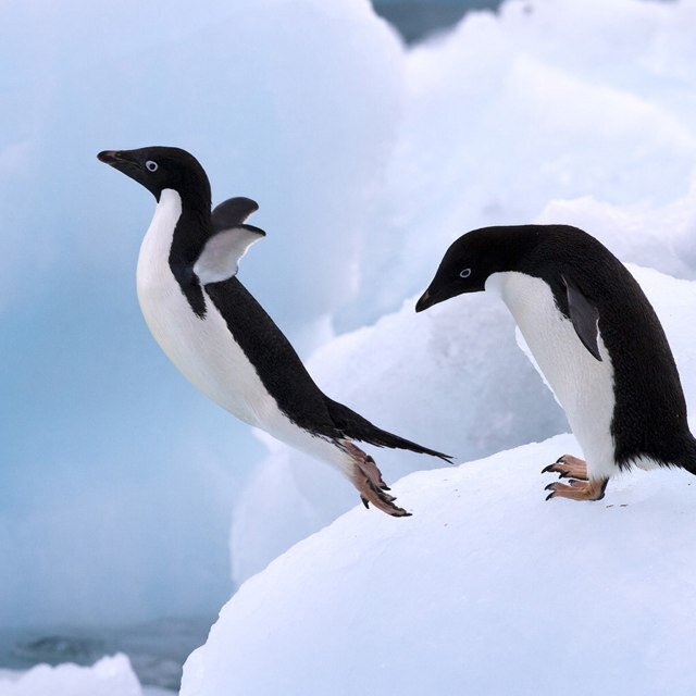 Facts about the penguins