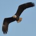 The News Eagle (@tci_pike) Twitter profile photo