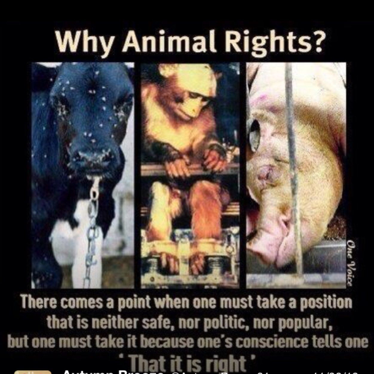 lvjohns's profile picture. Animals need us they need people to stand up for them and be there voice and just because they cant talk doesnt mean they dont feel pain and emotion.